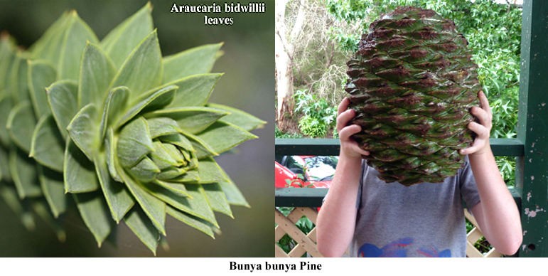 Araucaria bidwellii leaves+cone